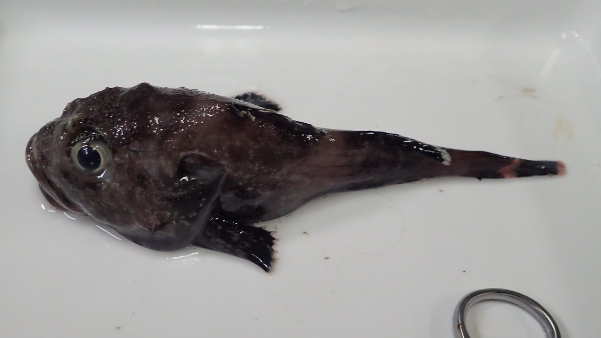 taxafish's tweet photo. 今日の
-800 m
#Psychrolutidae #NorthPacific #fishdiversity https://t.co/TS1krxWn3C