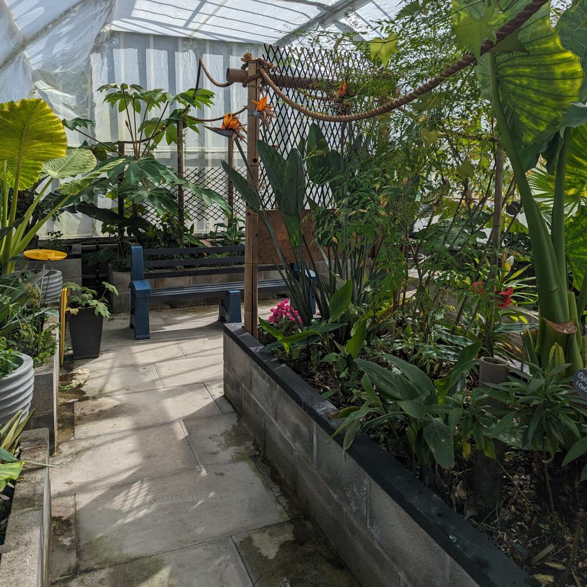 It's nearly time! Monday 27 May 12-2pm! The butterflies return to Victoria Park for the 2024 season! Join us for the grand opening with some special guests! We are still recruiting volunteers for email vpetvols@gmail.com if you are interested #butterflyhouse #tropicalbutterflies