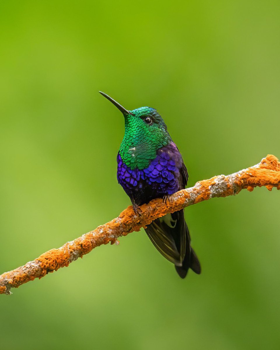 It was an office party but you didn't get the memo for the dress code. Pictured here is a beautiful hummingbird. #Repost from Instagram | Jayanth Sharma 📸 Want to get featured? Upload your pictures and tag us using @natgeoindia and #natgeoindia on Instagram.