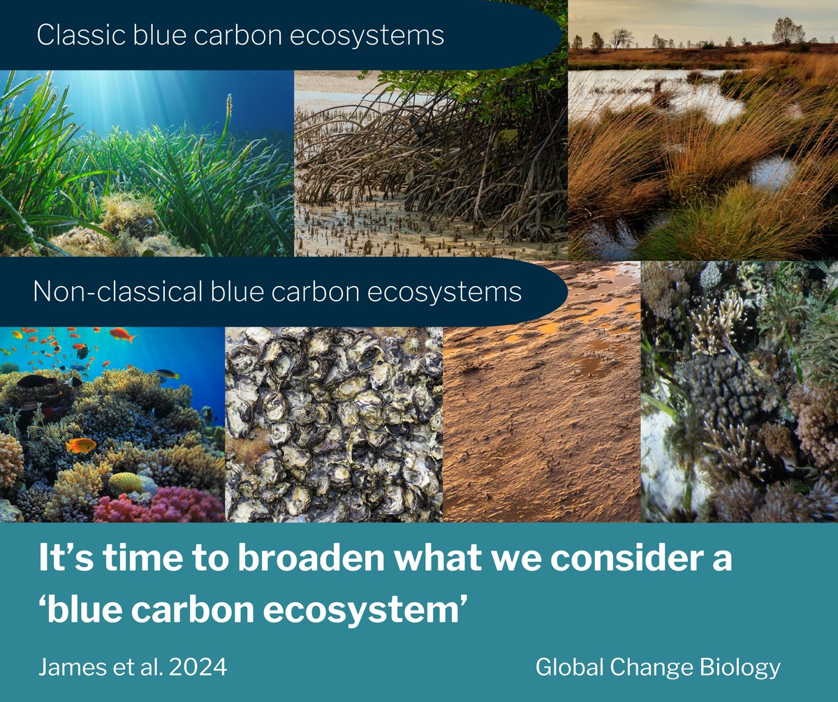 💡New paper alert! This meta-analysis considers non-classical #bluecarbon heroes like mud flats, fjords, bivalve & coral reefs. As their unique features make them crucial #carbonsinks, they could offer a holistic approach to #naturebasedsolutions in fighting climate change. 🌍