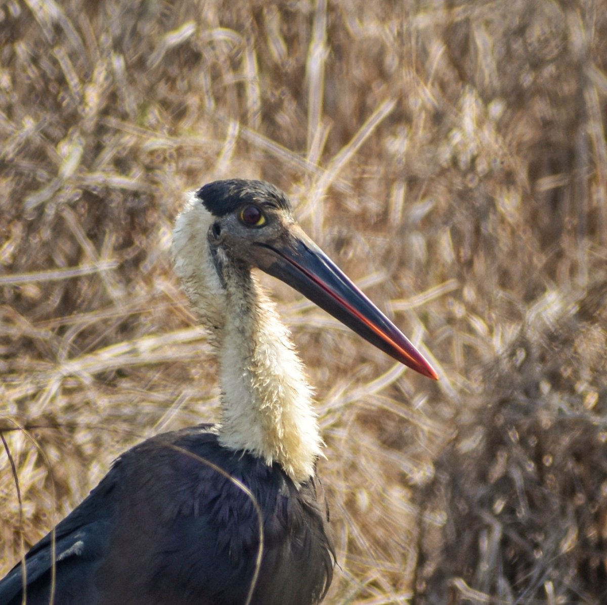 Asian woolly-necked stork, Goa
•
#IndiAves #birdphotography #ThePhotoHour #BirdsOfX