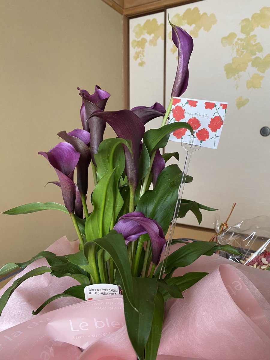 5月4日孫と一緒に石橋文化センターのバラフェアに行って来ました。花の好きな孫が選んでくれた「母の日』のプレゼントです。
＃石橋文化センター
＃バラフェア
