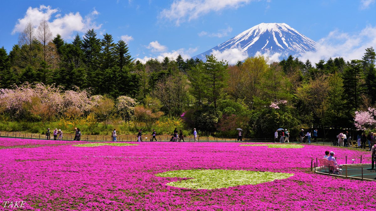 富士本栖湖リゾートで開催中の
富士芝桜まつりに行って来ました
一面に広がる芝桜が美しく
息をのむほどの絶景でした🗻🌸
