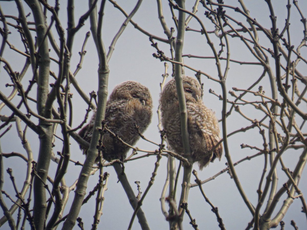 Tawny owl fledglings @wildlifebcn #tawnyowl @Natures_Voice #northantsbirds #summerleys