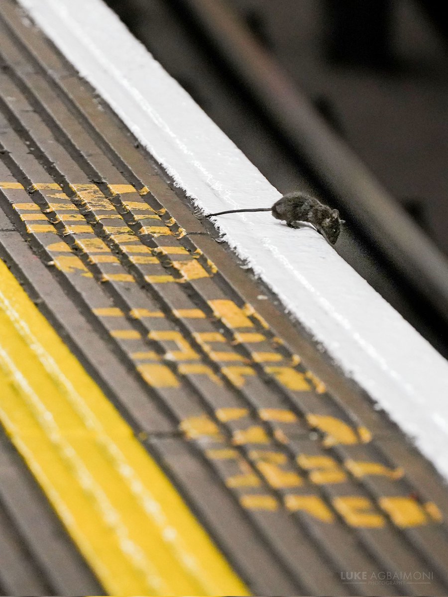 A Mouse On The Edge At last, photographic proof that London Underground mice do not MIND THE GAP. Taken at Waterloo tube station.