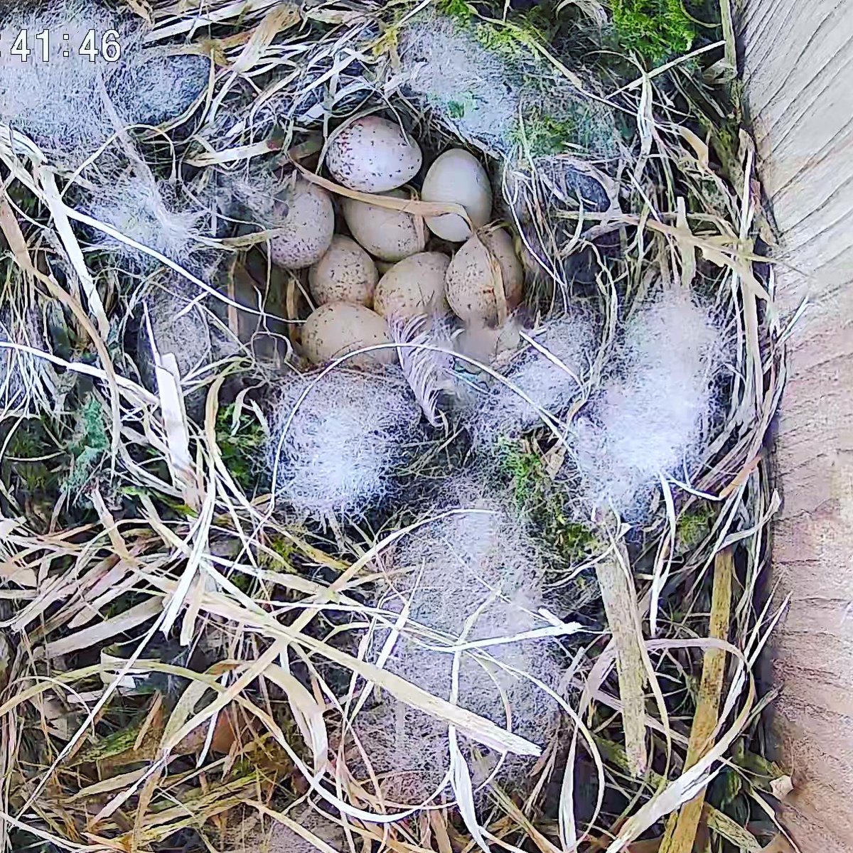 Eight eggs now! #bluetits #nestcam