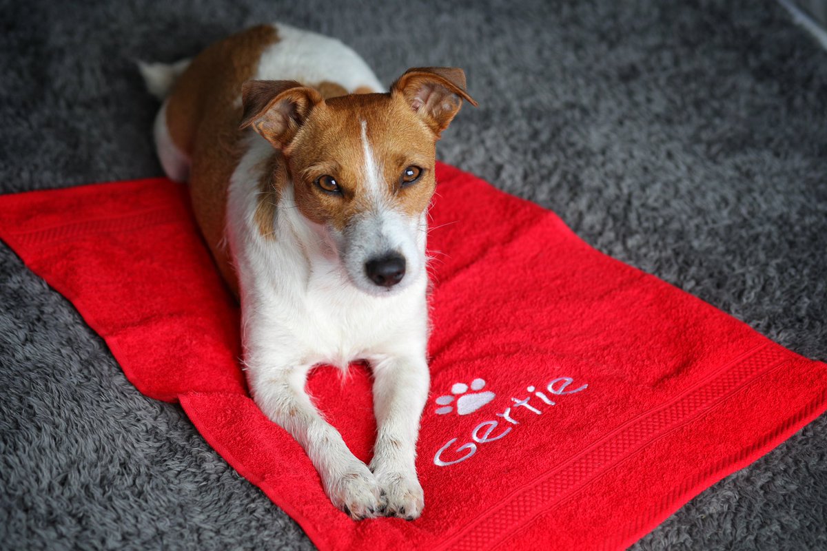 Whether you’re off for a day at the beach ⛱️ or need to mop up after a muddy walk, these personalised paw towels are just the ticket 💦 dotty4paws.co.uk/product/person… #EarlyBiz #doglovers