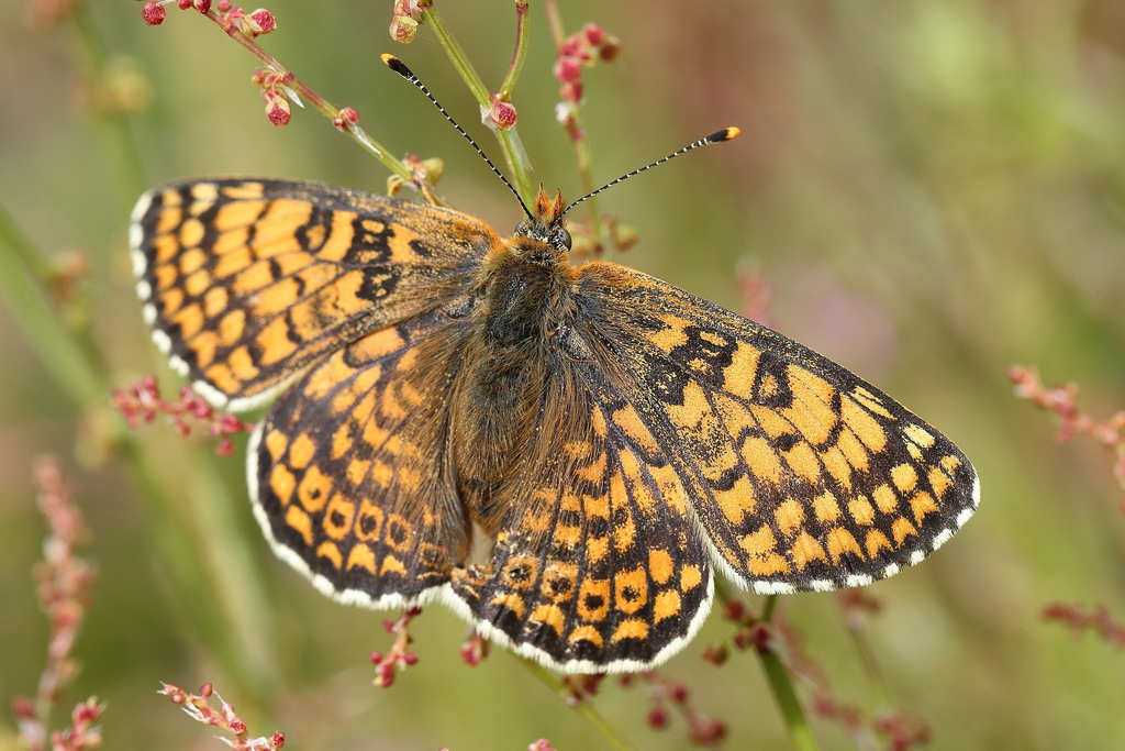 Today is #WildlifeWednesday and we share an observation of a Glanville fritillary (Melitaea cinxia), spotted in Paul de Toirões rewilding area. Have you already seen one of these before? 🦋 📸 Pnivalis / inaturalist