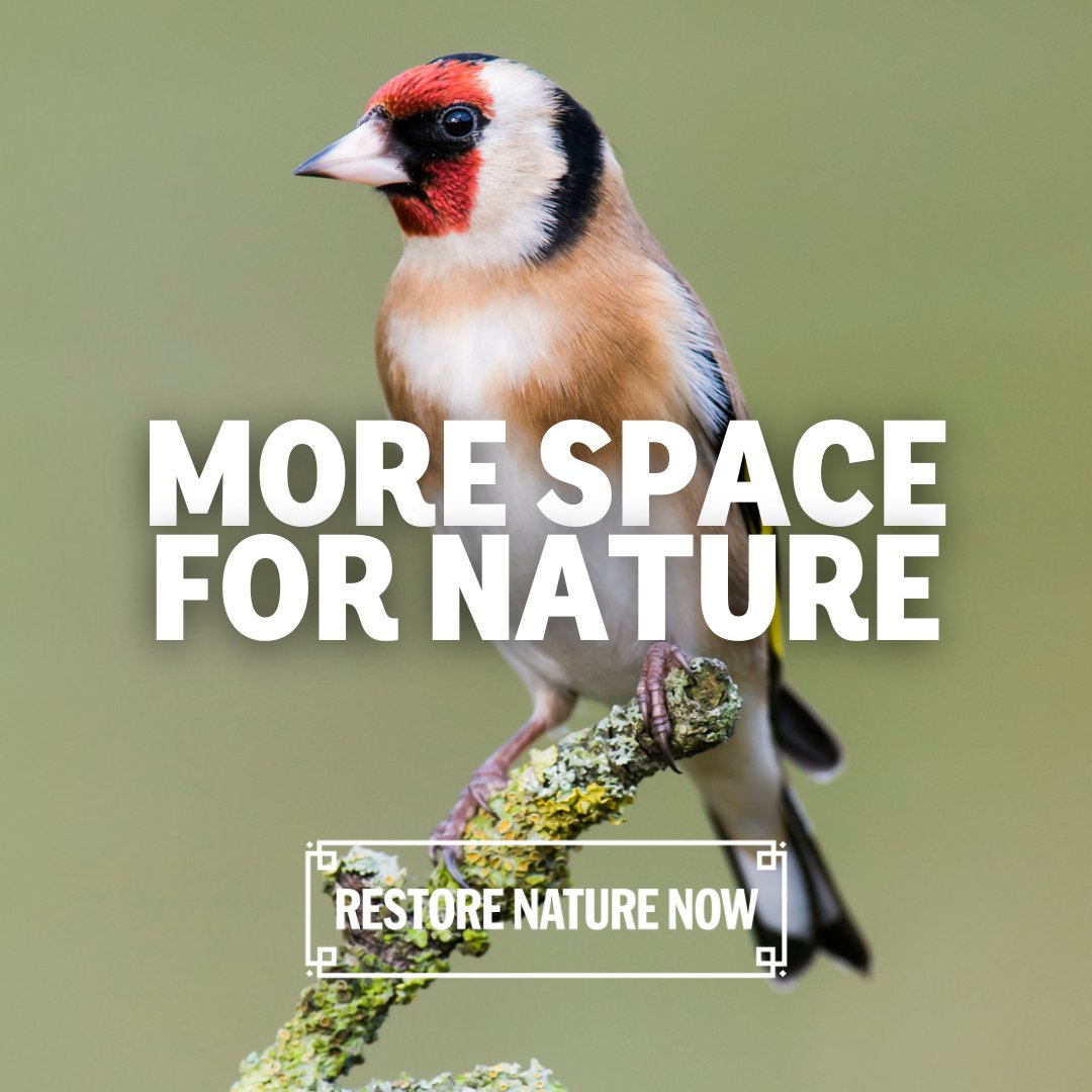 🏞️ Just 3% of English land and 8% of waters are properly protected for nature and wildlife. 💚 Join us in London on 22 June and demand our leaders #RestoreNatureNow. 👉 restorenaturenow.com