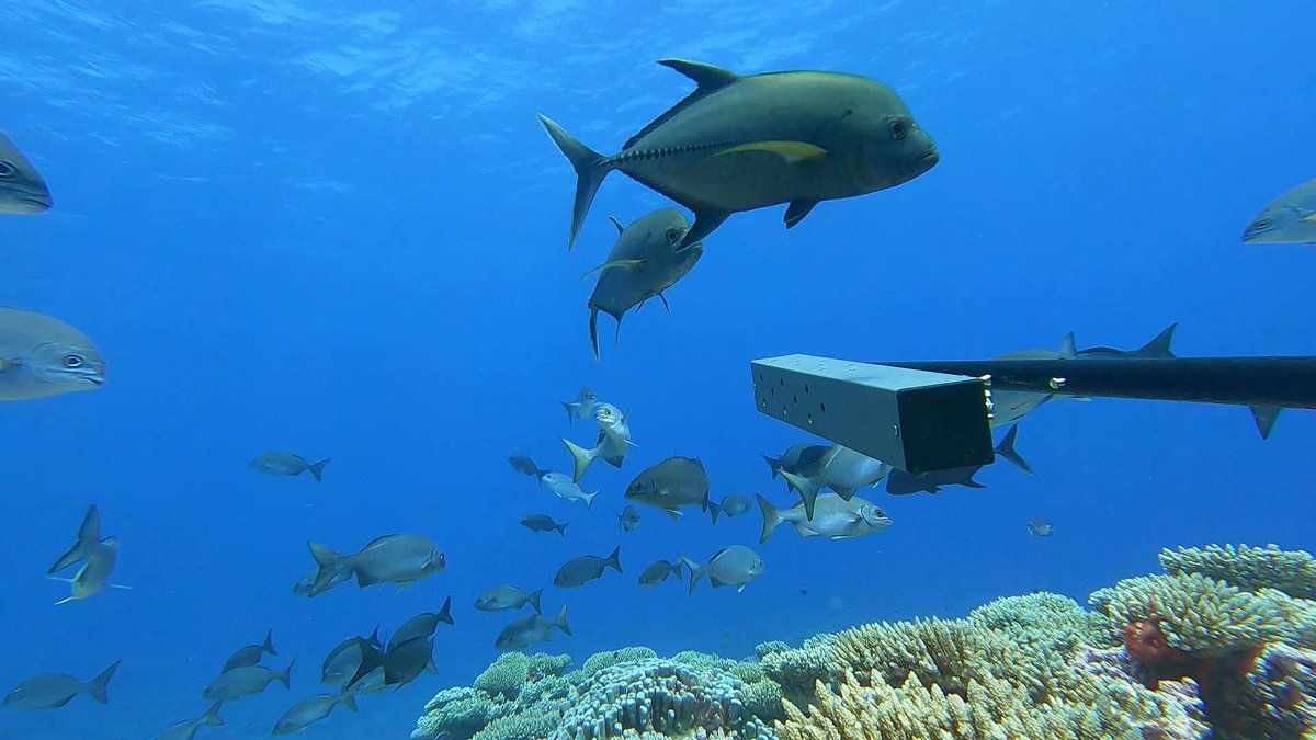 Discover how state-of-the-art cameras revolutionize fish population surveys in Monaco's waters! Blue Abacus (@countingfishes) brings cutting-edge underwater video systems to the Med, providing invaluable insights into the biodiversity. Flip to page 82 bit.ly/3Uvib35