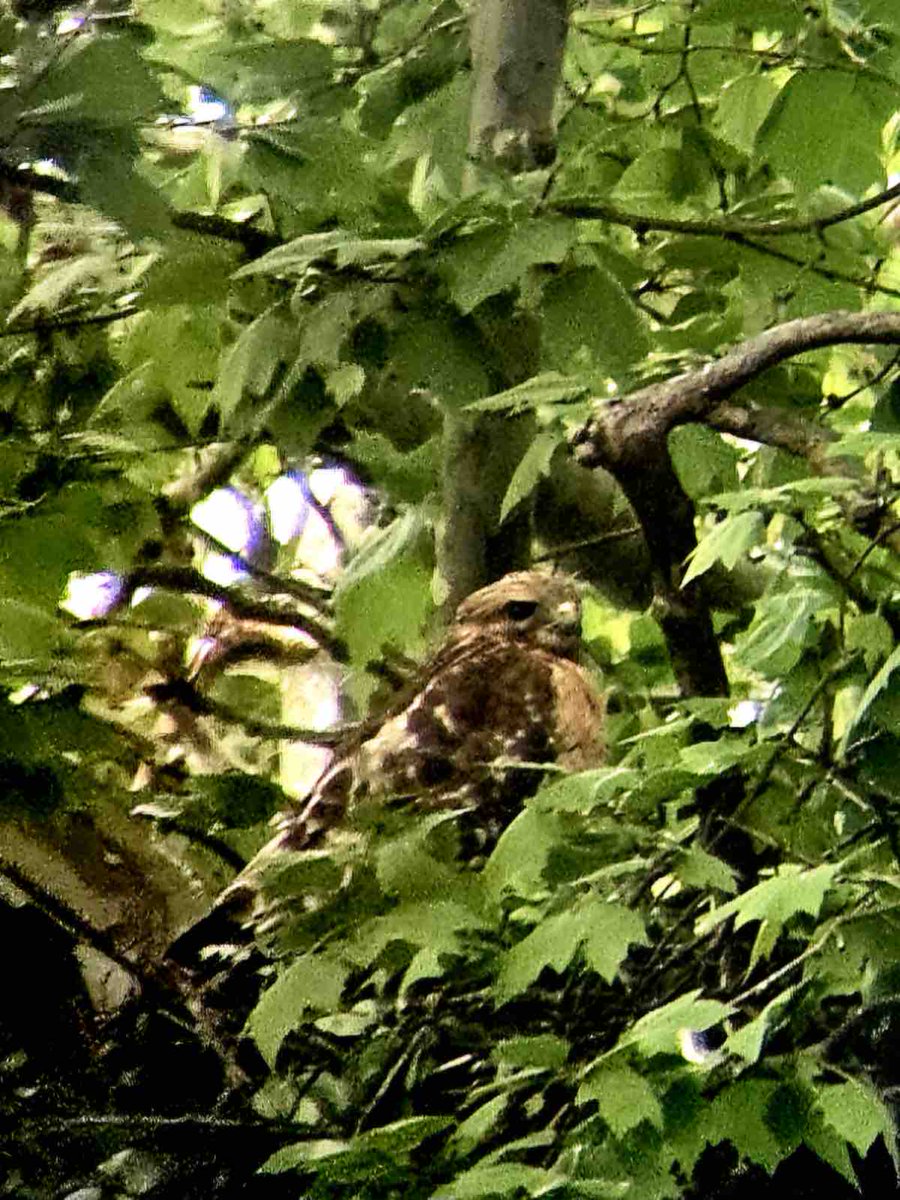 We told you yesterday that a family of Red Shouldered Hawks has built a nest in our London Plane tree. We’re giving them a wide berth for safety of all visitors, volunteers, staff, & hawks. Here’s a great image of one of our hawks a staff member here staff captured yesterday.