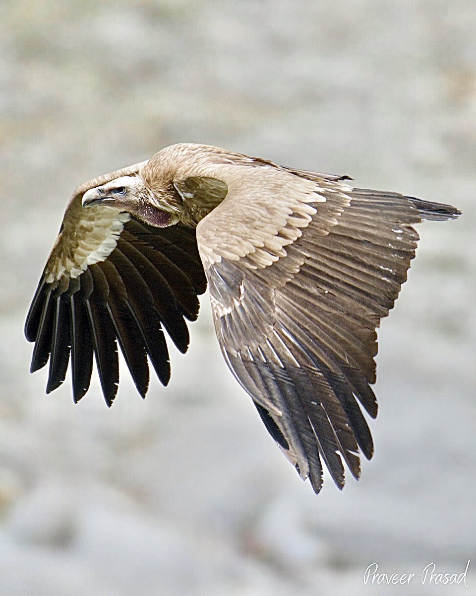 Himalayan Griffon Vulture

 #BBCWildlifePOTD #birdwatching #ThePhotoHour #NaturePhotography #birds #birdsofIndia @WildlifeMag @NikonIndia #NikonD500 @NatGeoPhotos #natgeoindia @Team_eBird @CornellBirds #indiaves