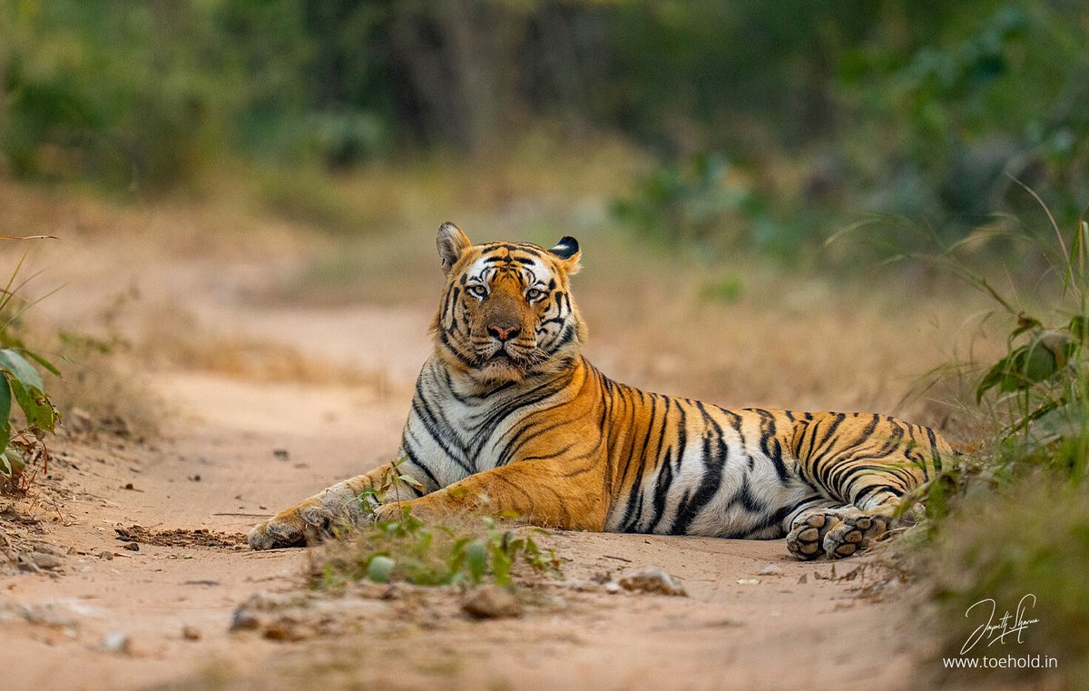 It's time to count some stripes this #summer. #ToeholdPhotoTravel #Bandhavgarh