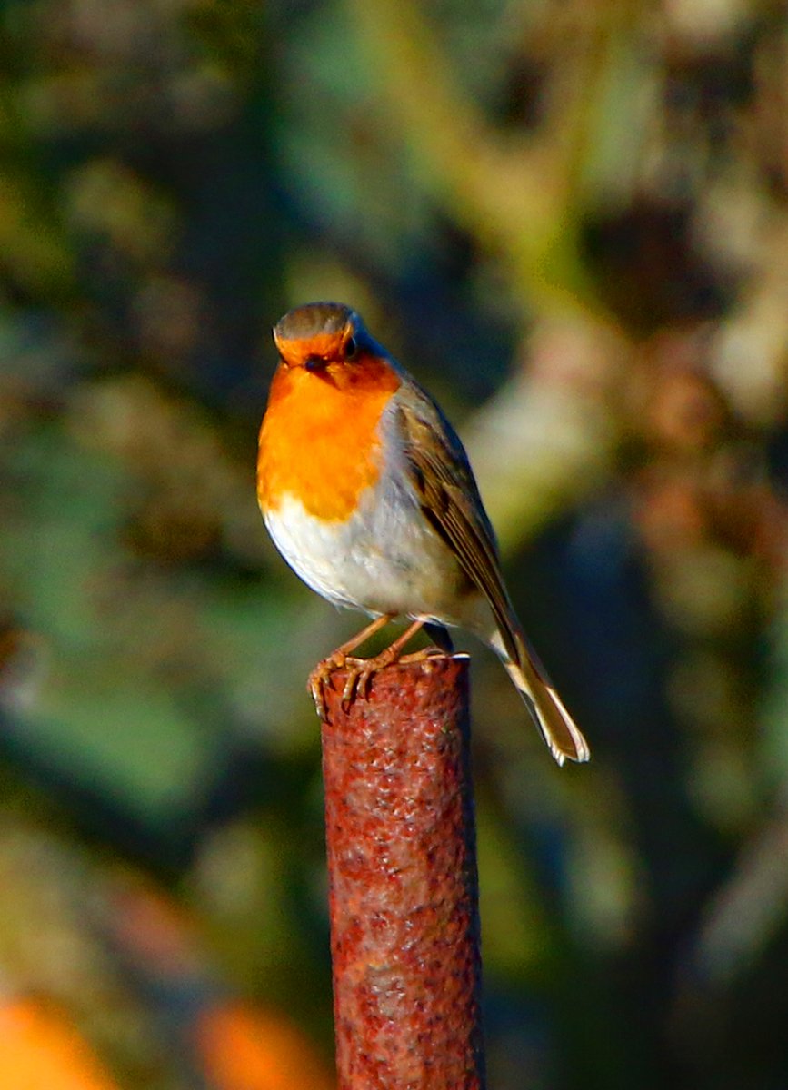 Good morning #Portsmouth and #Southsea hope you're having a great week. Just remember, a Robin is for life not just Christmas! welcometoportsmouth.co.uk