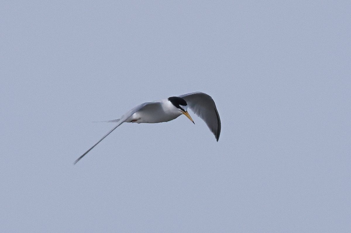 This was my 1st ever opportunity to watch & photograph  Little Terns up close, what an experience, magical 🥰
So fast and busy and sound is unmistakeable!!💚#NorfolkCoastline