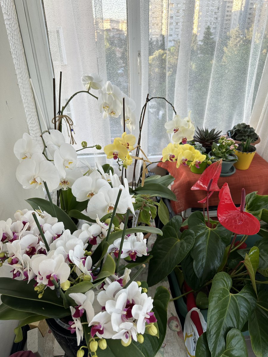 Annem dedi ki aloe veranın içindeki sıvıyı orkidenin sapına bir kaç çentik attıktan sonra sür oraya bak sonucu gör. Sonuç bu dostlar çiçek sevenlere orkidemi nasıl canlandırırım diyenlere bir anne tecrübesi🤩🧿🍀🤗