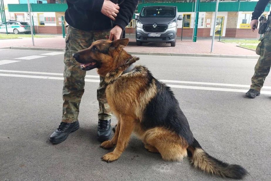 A German shepherd dog ran away from Belarus to Poland

The shepherd reacts very friendly to people in uniform. The dog had a collar with a name in Cyrillic alphabet.

Poles sent a request to the Belarusian side and reported about the found dog. But the Belarusians replied that no