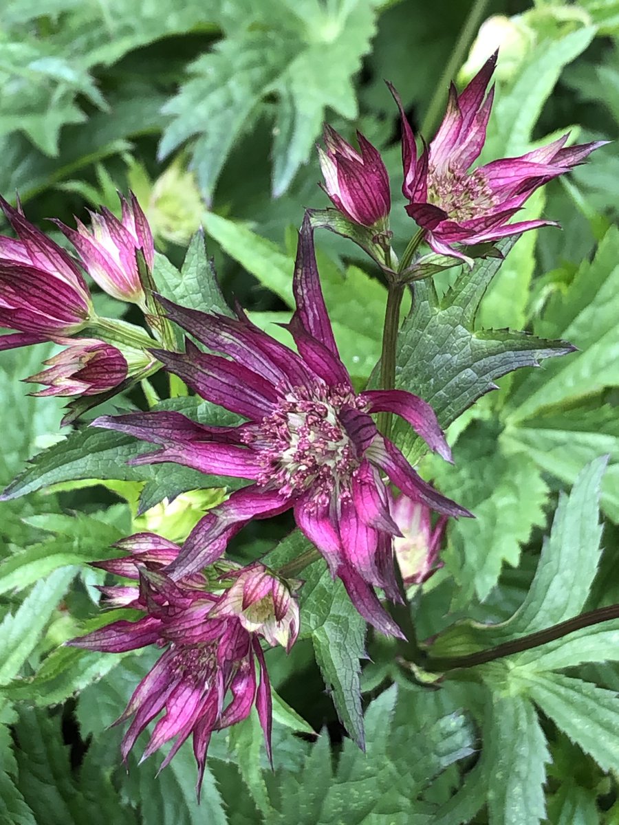 My Astrantias have started flowering, makes me happy! Enjoy your day 🩷