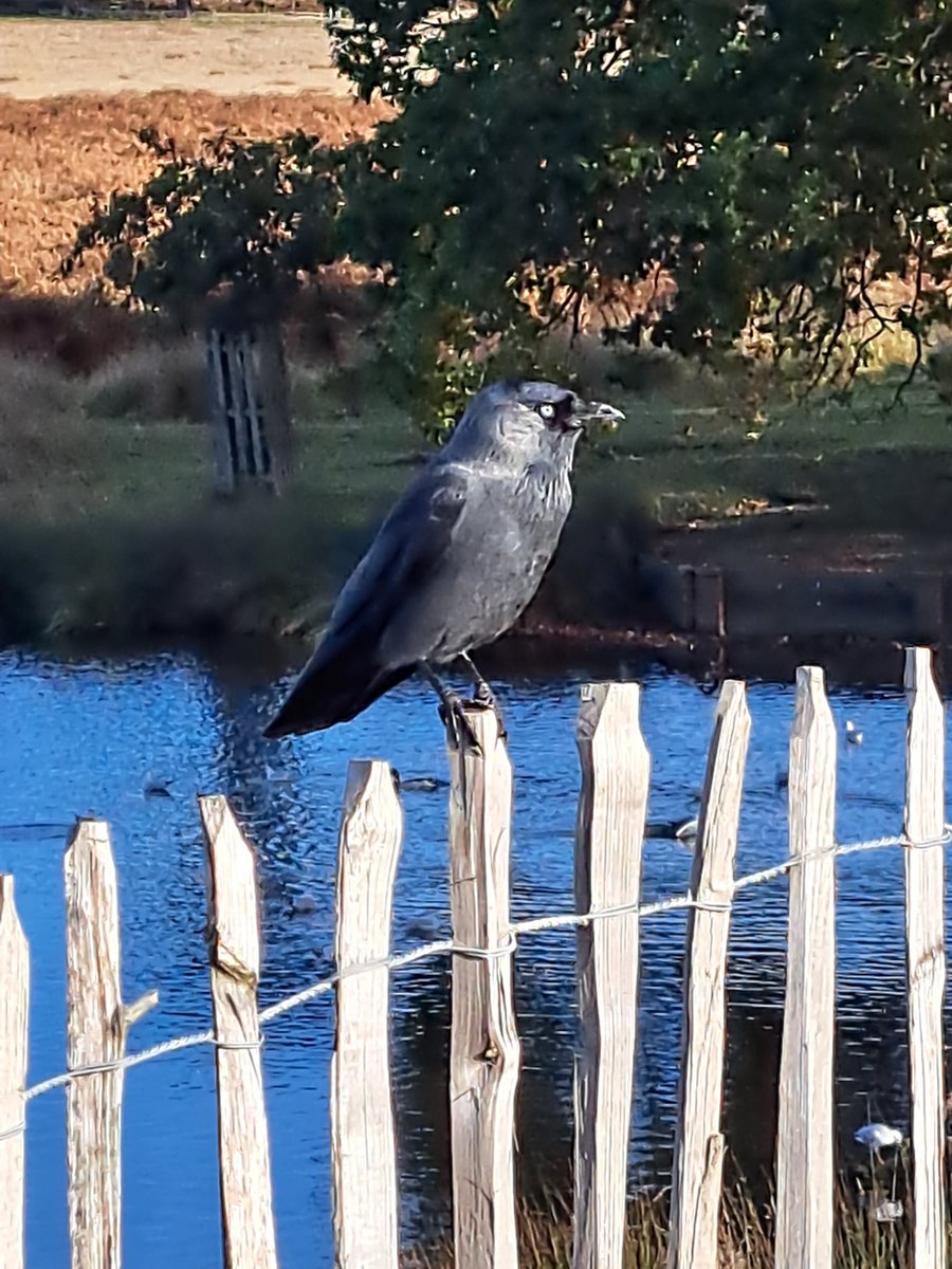 Wonders of the Capital Ring 18: Jackdaw, Pen Ponds, Richmond Park #CapitalRing