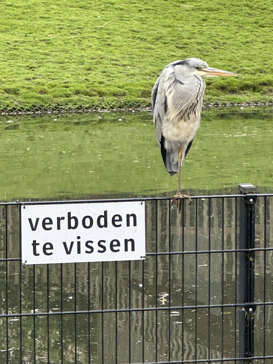 wolF 🐺 tweet media