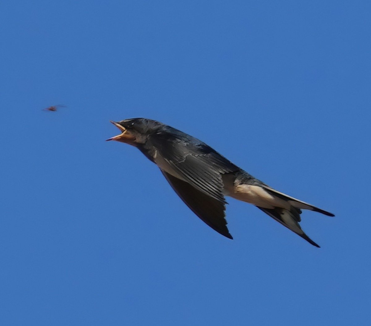 Morning folks, The swallows are settling back in nicely. Saw my neighbours' Housemartins too but yet to see their swifts return. Anyone seen any? 👓 #TwitterNatureCommunity #TwitterNaturePhotography #swallow #hirundines #swifts #birdwatching #BirdsOfX