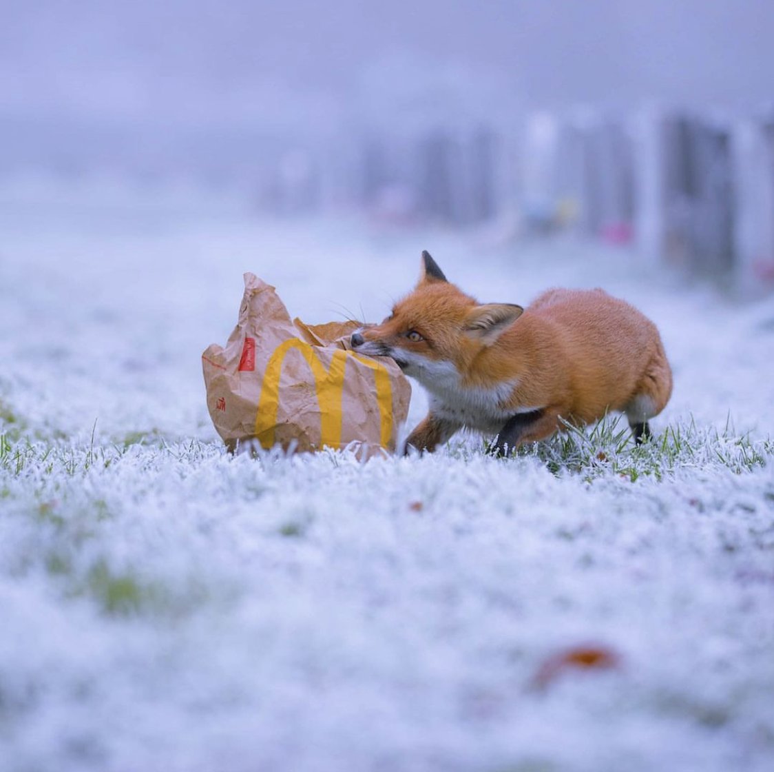 Top scavengers ! Thanks to @ashjames for sharing this #FoxOfTheDay