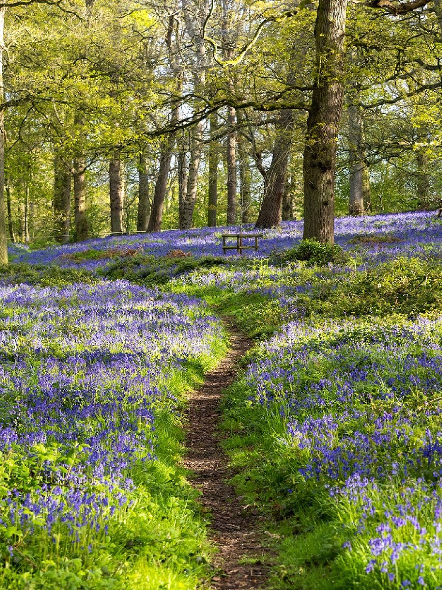 Bluebells transform woodland floors into a delicate sea of blue.

This captivating little flower has long inspired writers, storytellers and even medical researchers: brnw.ch/21wJzfx