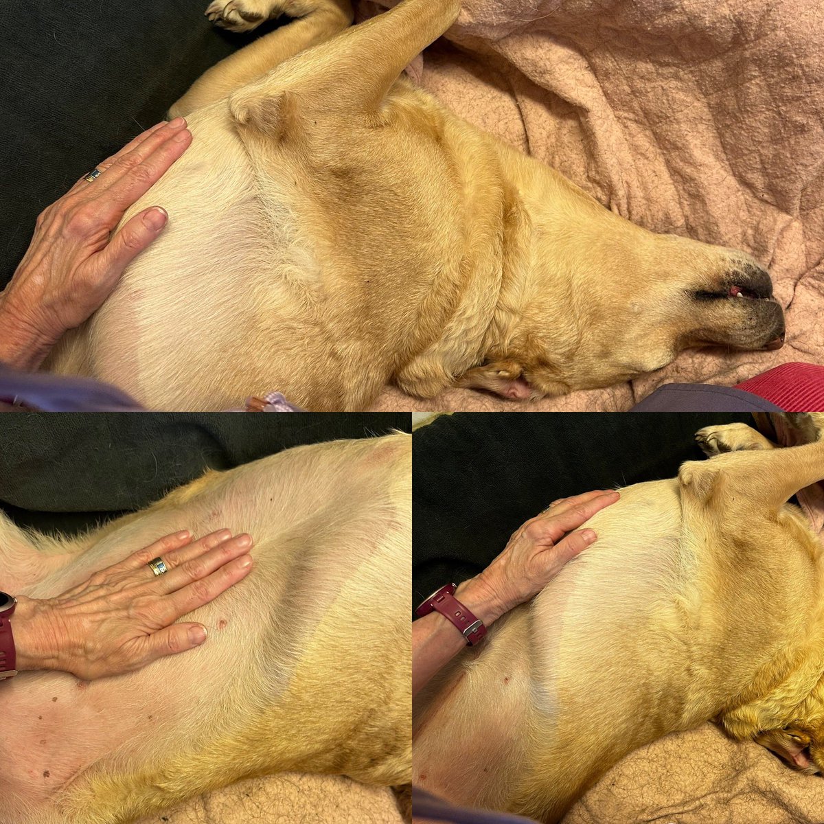 🙏🏻❤️🐾 So thrilled that Ruby accepted physical Reiki for half an hour yesterday afternoon; that's a breakthrough. I am still giving her distance, too. 🐾❤️🙏🏻 #reiki #reikipractitioner #reikiforanimals #healing #healingjourney #labrador #labradorretriever #love #support #family