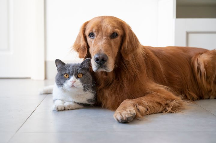 💧🐾  Keep your pets hydrated & healthy! Water fountains not only encourage drinking but prevent disease too! Discover the surprising benefits for your furry friends: ow.ly/aMbu50RsCMH

#PetHealth #HydrationIsKey #Superpet