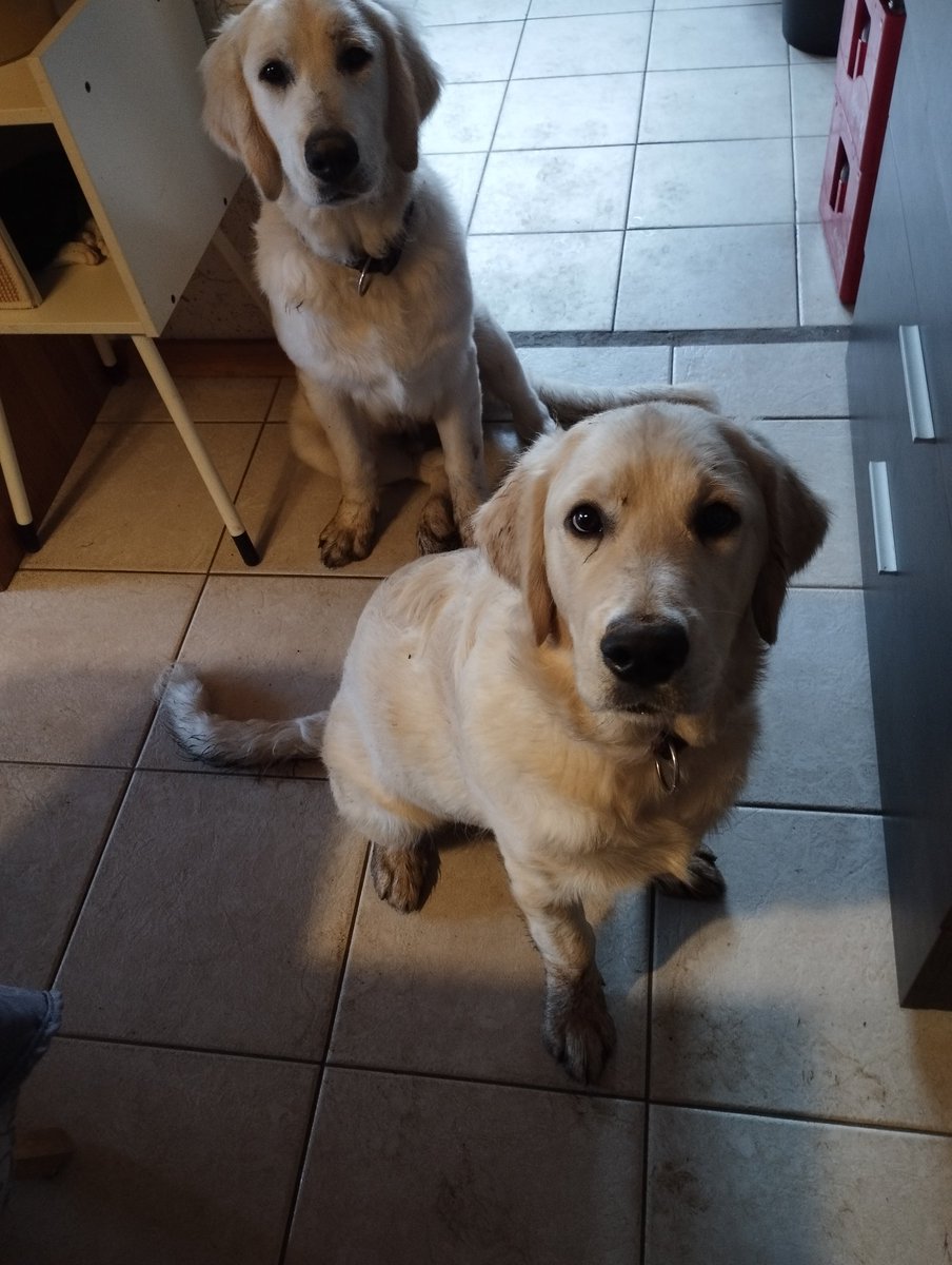 Happy #woofwoofWednesday to all! 🐾 Look at us with our muddy paws after digging another whole in the garden: Zeno&Mylo! 🐕‍🦺🐕‍🦺 #goldenretrievers #dogs #brothers #dogslife