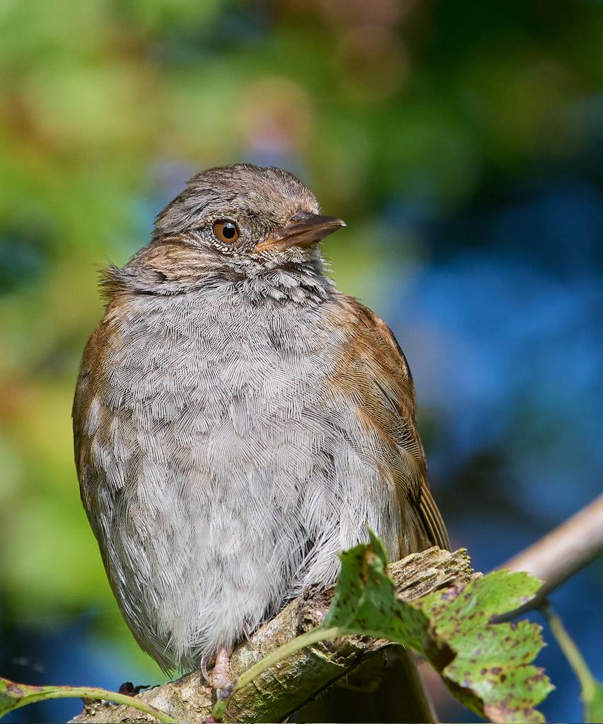 Dunnock.