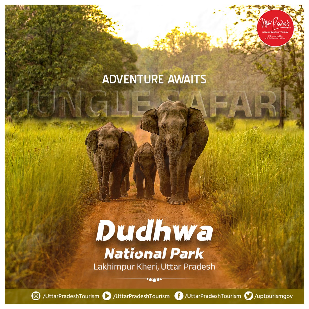 #DudhwaNationalPark, located in the Terai region of #UttarPradesh, offers thrilling jungle safaris. Visitors can explore the park's diverse landscapes, including dense forests, grasslands, & wetlands, while spotting wildlife such as tigers, elephants, rhinoceroses, & swamp deer.