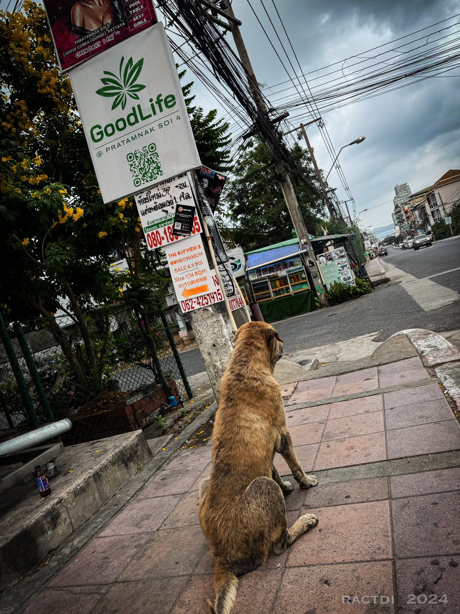 A bit further up Phratamnak Soi 4 from Suzy of the Hill you’ll come across Methuselah, a good old boy who likes to sit outside 7even and wait for an occasional treat from passer’s by