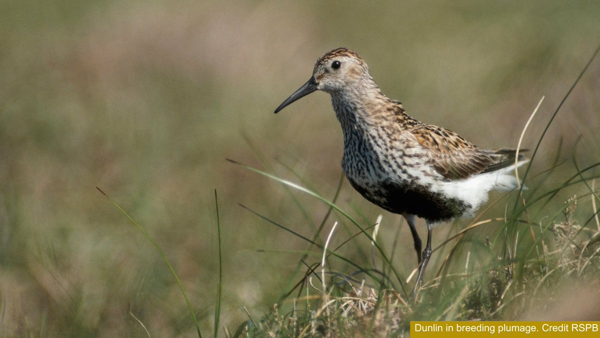 It's the first ever #WaderWeek! Did you know that some wading birds, like dunlin, nest on #peatlands? Find out more in our dunlin species showcase! 👇 iucn-uk-peatlandprogramme.org/biodiversity/s…