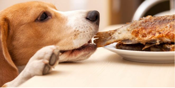 Dog_express's tweet photo. Ultimate List of Healthy Human Food for Dogs in 2024 🐾😍
https://t.co/Gdm960LVR9
#Dogexpress #Celebratingdoglove #Dogowners #lovemydog #doglover #doglife #doglove #humanfood #doghealth #dogeating #vagitable #fruits #dairyproduct #dogpicture #dogstagram #dogsofinstagram https://t.co/nTTGKPPAgp