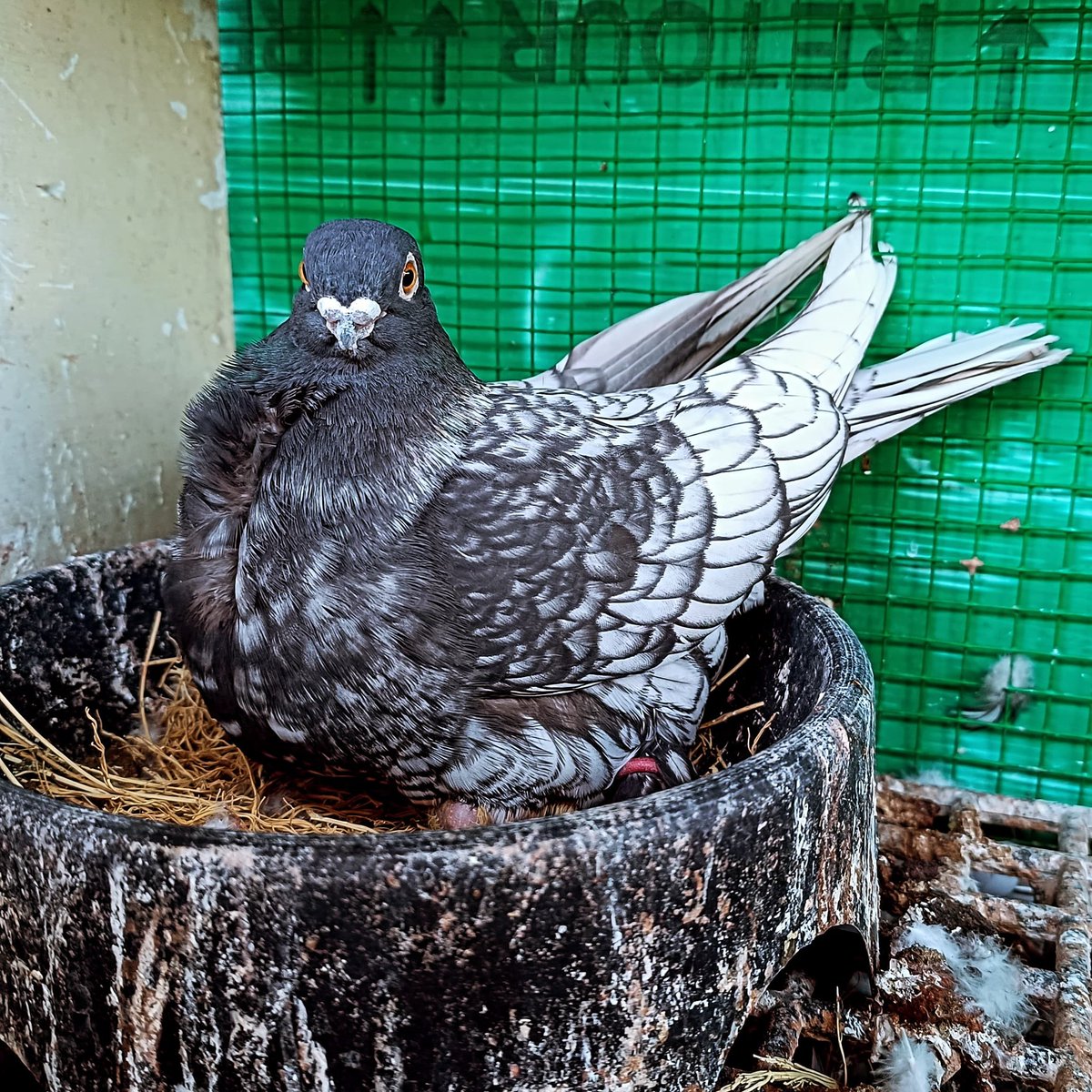 İlk yavrusuna bakan Kara Ozan dişi 
#hünkari #altuni #karaboğma #güvercin #orientalfrill #bursa #turkey #uludağ