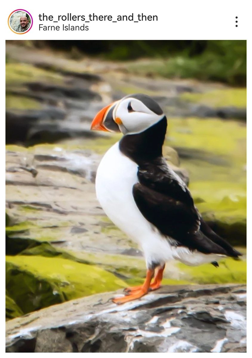 Chin up! Have a great day! 📍Farne Islands