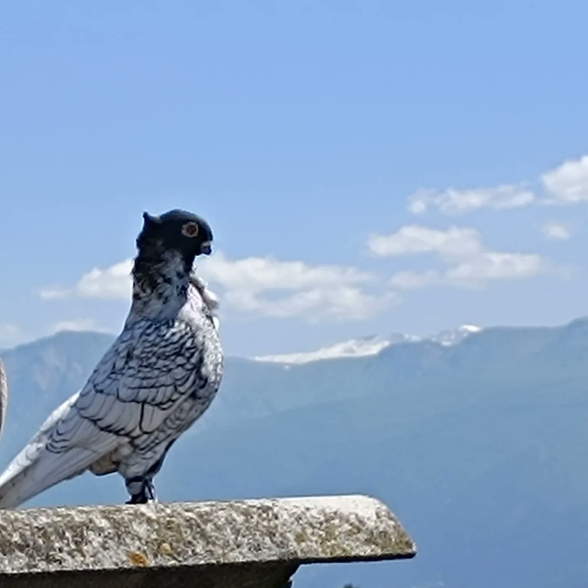 #hünkari #altuni #karaboğma #güvercin #orientalfrill #bursa #turkey #uludağ