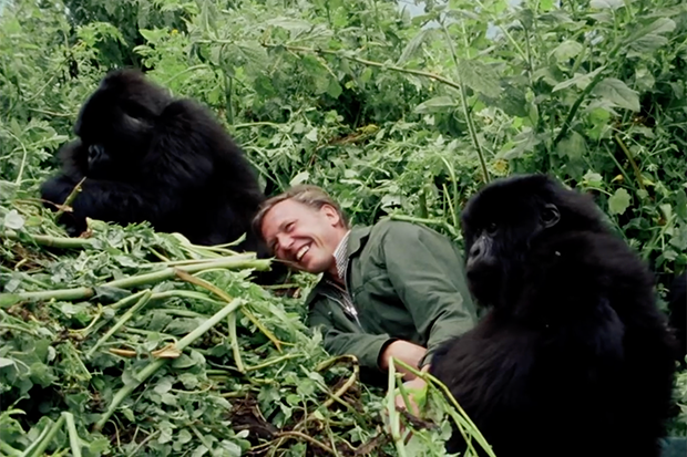 A very Happy 98th Birthday to the amazing Sir David Attenborough. He was one of the reasons I got into science as a teenager watching him on BBC TV doing amazing things like this scene 'here' with a sense of joy & excitement. #DavidAttenborough