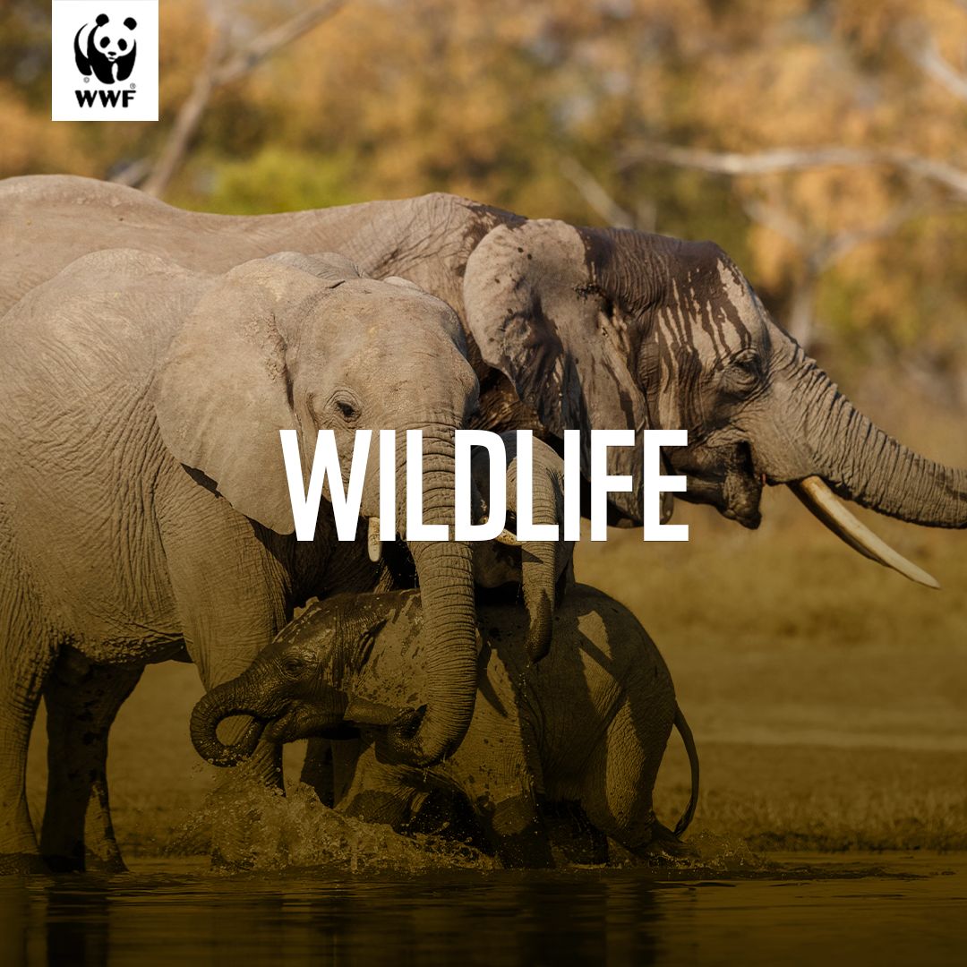 Wildlife and habitat protection are crucial for maintaining the ecological balance of Zambia. Let's work together to preserve our natural heritage. 
#WWFZambia 
#WildlifeInZambia 
#TogetherPossible