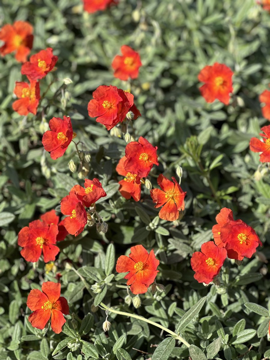 Helianthemum ‘Henfield Brilliant’ one of the most rewarding plants we grow, it just puts on a show at the right time with no fuss, I wouldn’t have a garden without this plant! #helianthemum #henfieldbrilliant #henfield #brilliant #rockrose #sunlover #hardyplants #peatfree