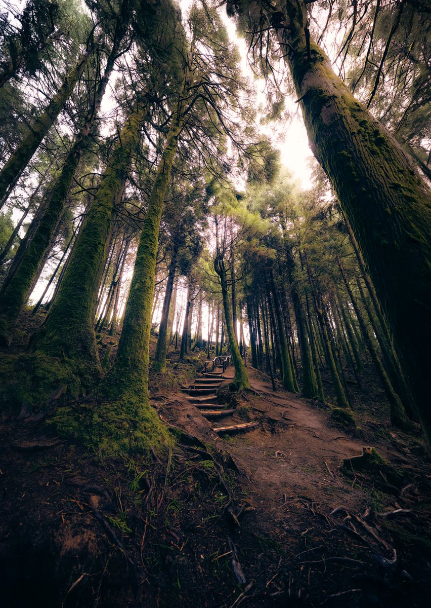 Gm! Let me get lost in this forest 🌳 Azores, April 2024