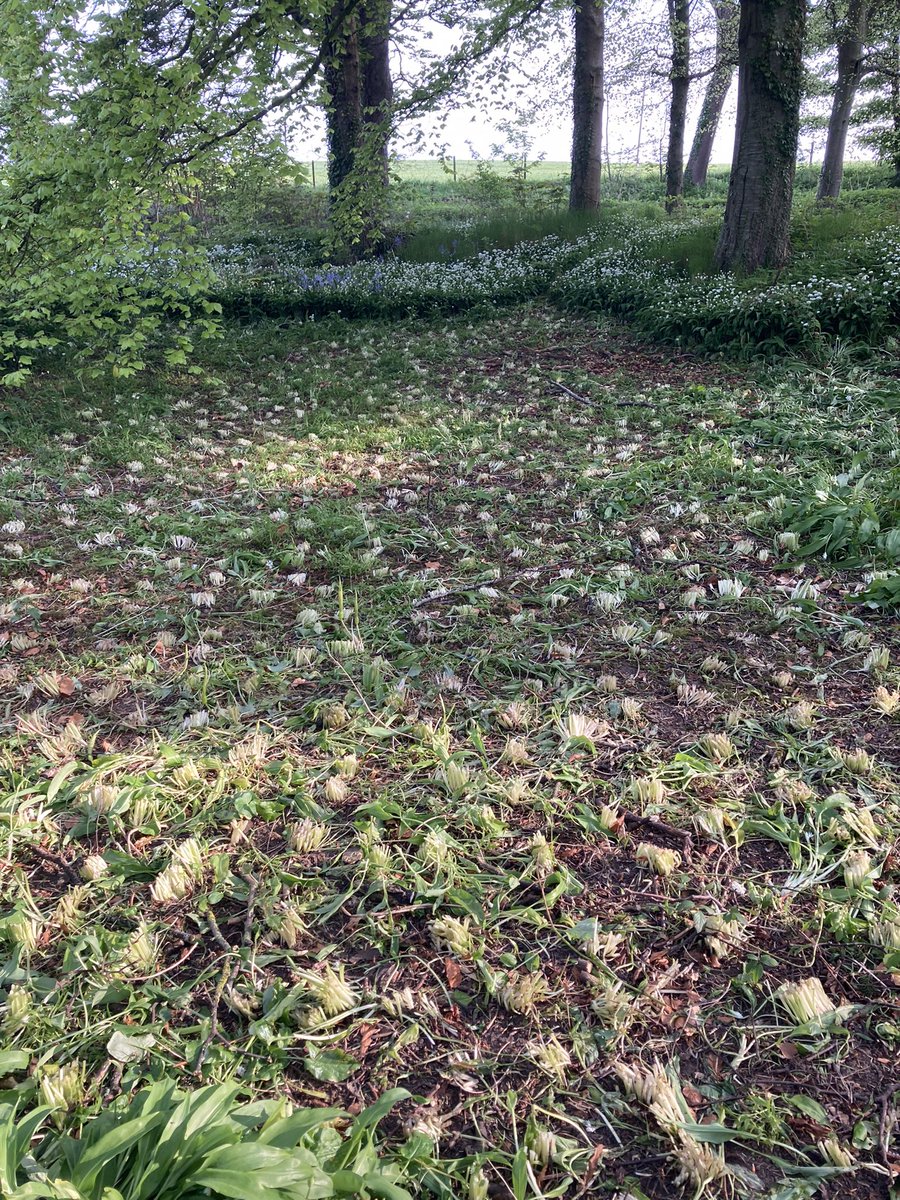 used to be a glade of wild garlic next to us until yesterday. 2 blokes turned up in a grey Mitsubishi Shogun, cut and bagged it. What’s the balance between some for the pot and wanton cropping for profit? If you’re being offered #wildgarlic in Moray maybe ask where it’s from.