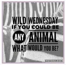It's #HumpDay ‼️ (or should be tomorrow because we haven't on Monday? 🤔) Anyway! Let's play! Reply with your wild animal. I would be a partner 🐈‍⬛ #WildWednesday
