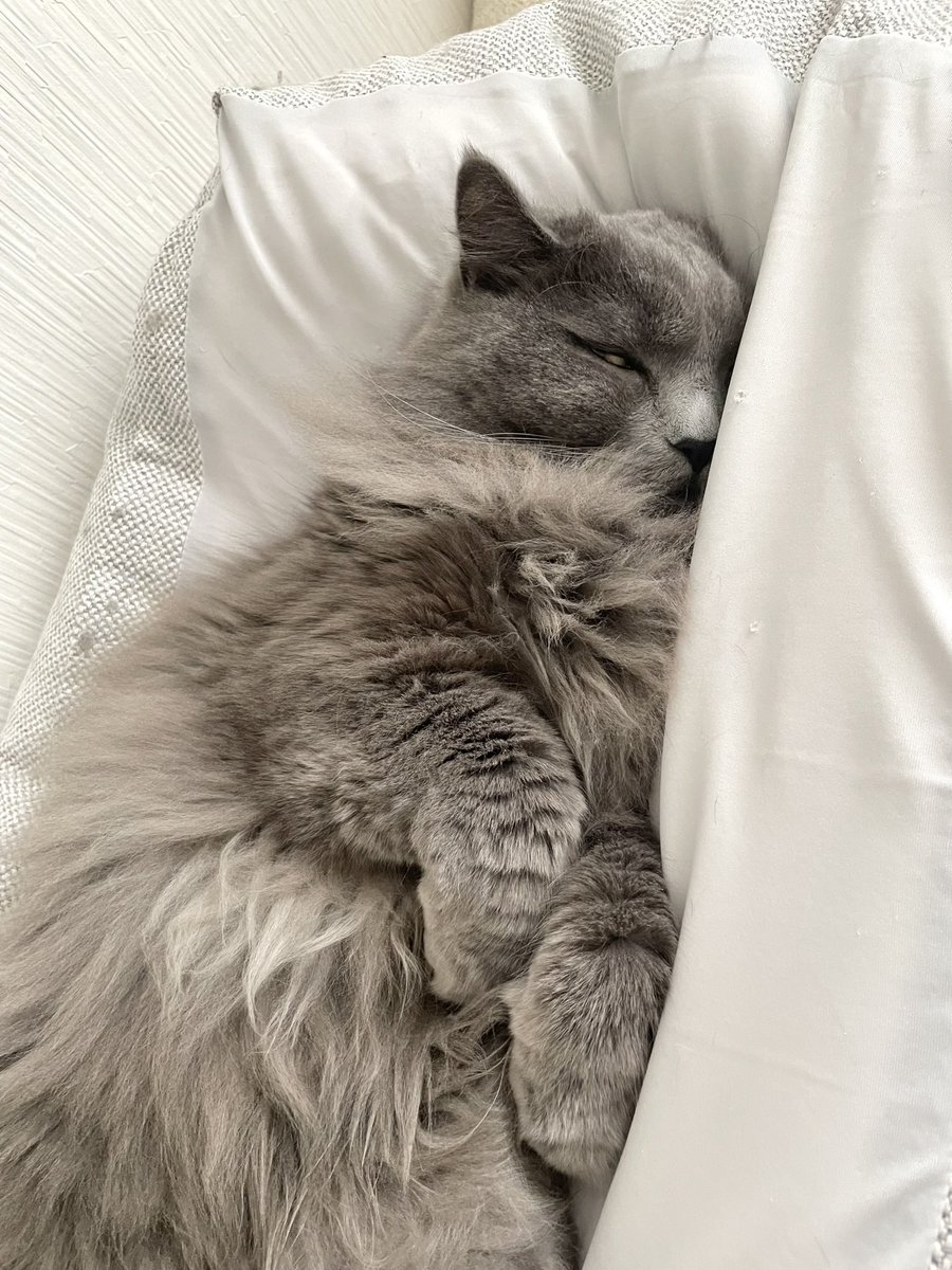 うもれてるしはみ出てるし白目🐈‍⬛

#猫のいる暮らし #猫のいる幸せ 
#サイベリアン