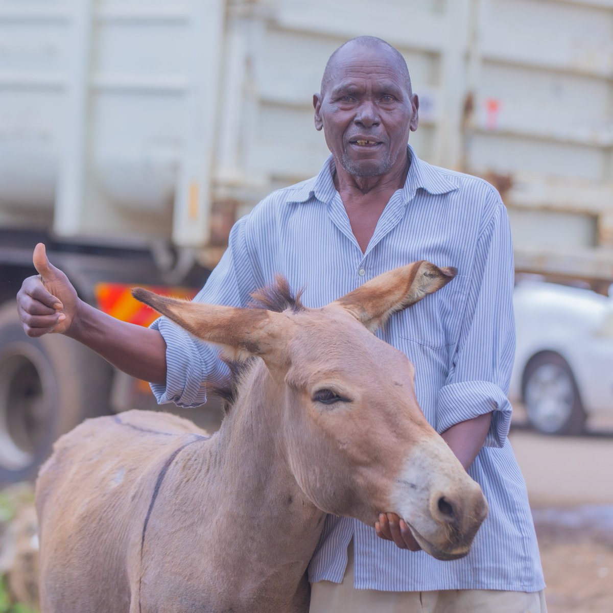 Meet Simon, one of the most seasoned donkey users we've encountered. Simon works with youths using donkeys in Kiserian, Kenya. He's been an integral part of their transformative journey, alongside @TheBrookeEA   and Lifeskills promoters.

🧵 Thread...
