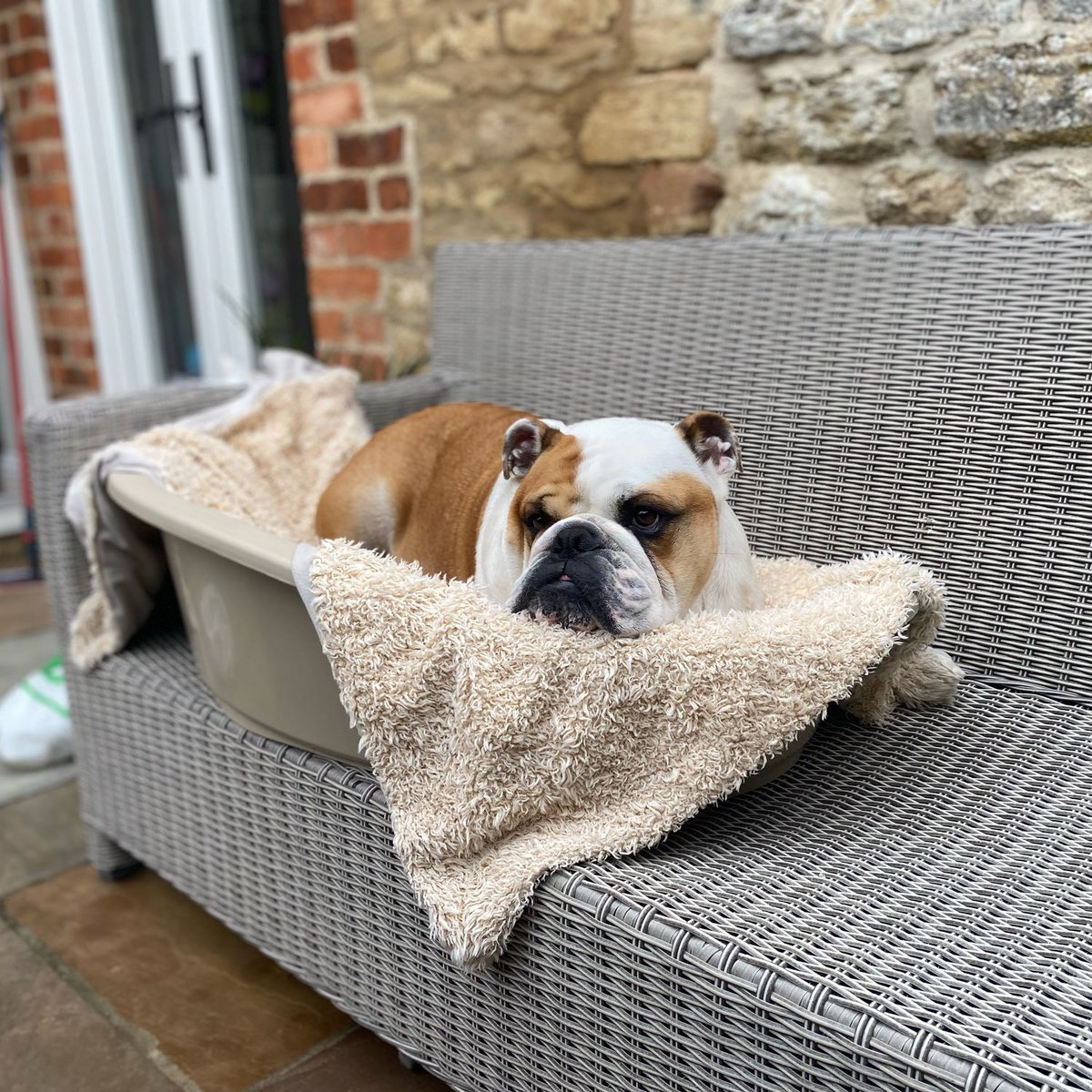 Time for something different with #WhatTheHeckWednesday the big people have been cleaning and I found my bed outside! Oh the outrage! The lengths I have to go to for a snooze! 💤 🐶🐾❤️ Barney #BarneyTheBulldog #DogsOfTwitter #DogsOfX #DogsOfIG #DogsOfFacebook #EnglishBulldog