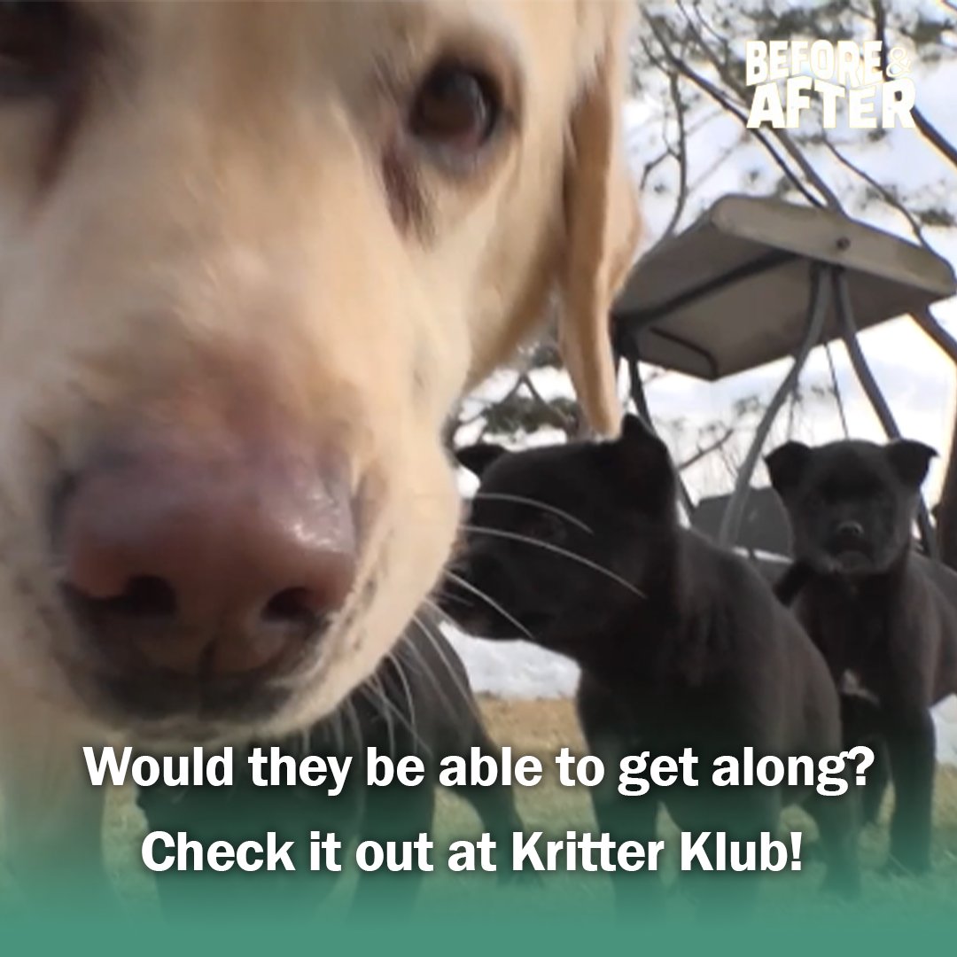 The Puppies Are Adorable Until THIS I Before & After Ep 105 #kritterklub 

Full Video👉 youtu.be/HpjfDBDm_k4

Follow @Kritter_Klub

to brighten up your feed with daily animal videos📷 #animalvideos #animallover #animal #dog #rescuedog #puppies #puppy