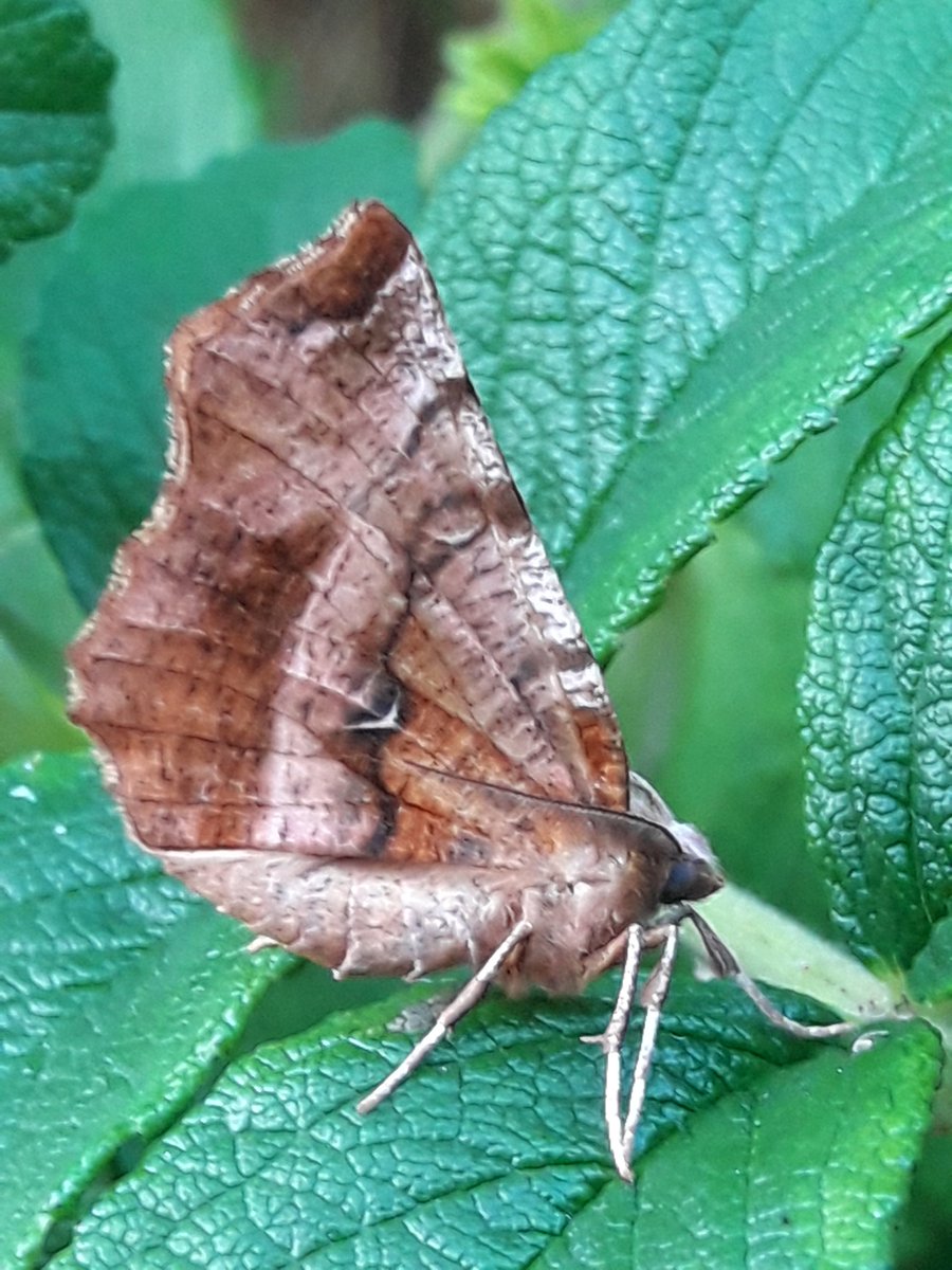 GreenAngelsLT's tweet photo. Would you like to know more about the bugs, butterflies &amp; wildflowers at our wonderful site in Cumbria? News coming soon about our FREE new course at Haig, Whitehaven.  For more information/to register your interest, email greenangels@thelandtrust.org.uk
Photos: Chris Gomersall. https://t.co/Shfov2xvZF