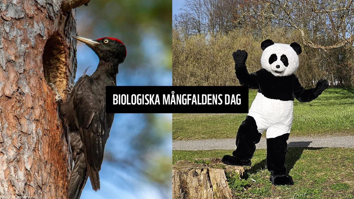 Dags att planera firandet av Biologiska Mångfaldens dag! Den 19/5 finns Pandan & WWF på @Tekniskamuseet kl 13-16. Kul hackspettstävling för barn, vad döljer sig i rovdjursväskan, gör egen pandamask, sagostund med WWFs egna barnböcker, #Pandaklubben mm. Välkomna!…